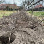 Pflanzaktion-2025-wiese-Hecke-003