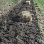 Pflanzaktion-2025-wiese-Hecke-012